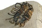 Spiny Koneprusia Trilobite - Foum Zguid, Morocco #354579-4
